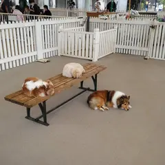 那須どうぶつ王国ふれあいドッグパーク
