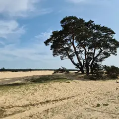 デ・ホーヘ・フェルウェ国立公園（Hoge Veluwe National Park）