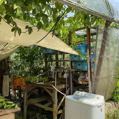島バナナ生産直売