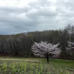 若草ヒツジ公園