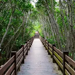 新豊紅樹林生態保護区