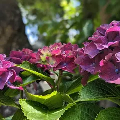 日蓮宗 妙高山 法栄寺