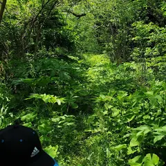 二貫寺の森