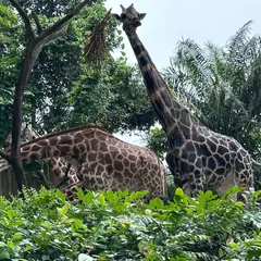 マンダイ動物園