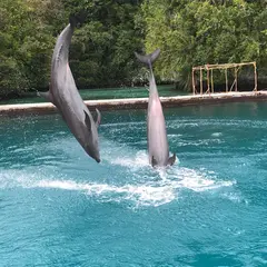 ドルフィンズ・パシフィック