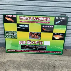 葵メダカ