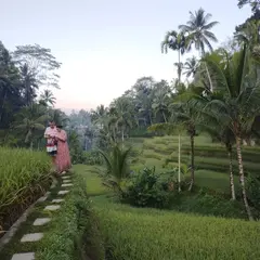 Rice Terrace tegallalang