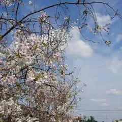 九十九川左岸の十月桜並木