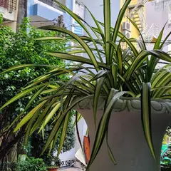サイゴン ガーデン ホテル