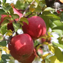 りんご狩りのマルサワ宮澤農園