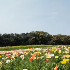 万博記念公園 花の丘