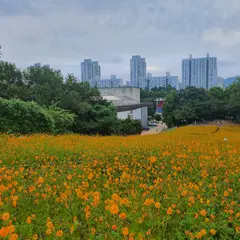 オリンピック公園 野花縁