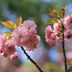 桜品種見本園