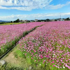 河村ひまわり園