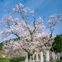 清水の桜