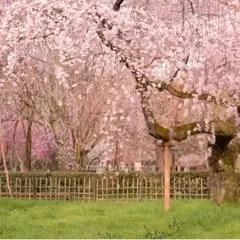 近衛のしだれ桜