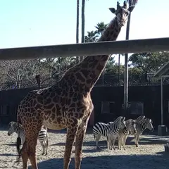 フェニックス自然動物園