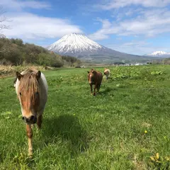 Horse back country