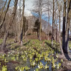 百年の森公園