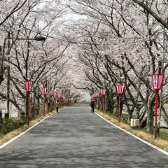 久世桜トンネル