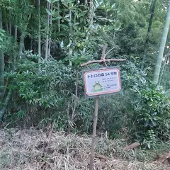 トトロの森 54号地