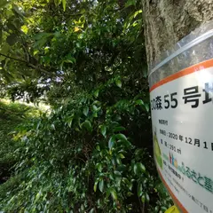 トトロの森 55号地