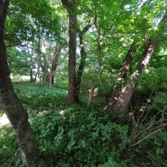 トトロの森 27号地