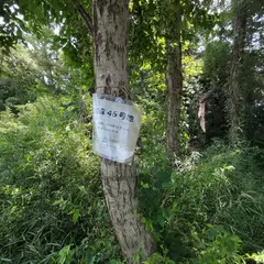 トトロの森４６号地