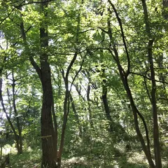 トトロの森 20・21号地