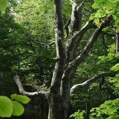 留山