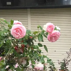 〒272-0023 千葉県市川市南八幡３丁目