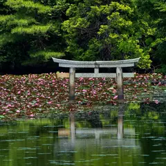 弁天池の沈み鳥居