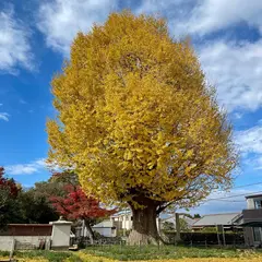 宗英寺のイチョウ