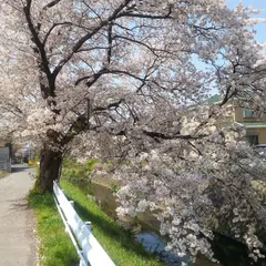 不老川の３本の枝垂桜