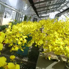 中藤洋蘭園