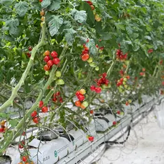 井出トマト農園 富士高原農場