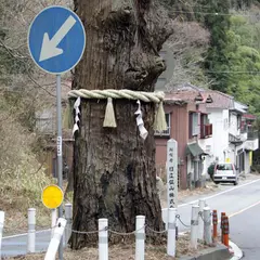 御岩山の三本杉