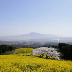 コスモス花宇宙館