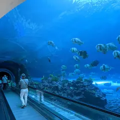海生館 珊瑚王国館
