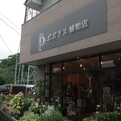 ポポラス植物店
