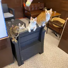 あおいネコ