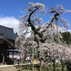 愛蔵寺の護摩桜