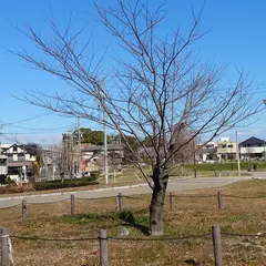 笠寺公園 梅林