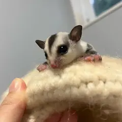 フラワーモモンガ(フクロモモンガ)