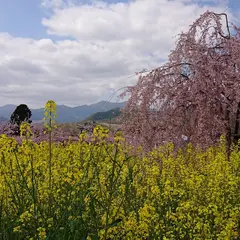 慈雲寺のイトザクラ