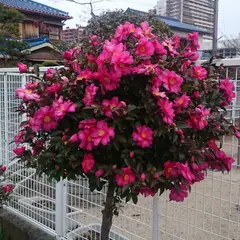 香里園町