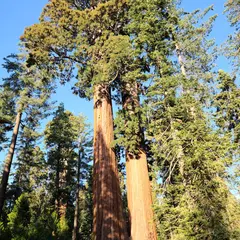 General Grant Tree