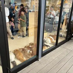 Cat Café MOFF SHIMINT HIROSHIMA店