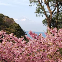 井田の河津桜
