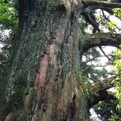 智満寺の十本杉